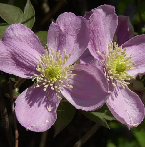 Berg Waldrebe Fragrant Spring 60-80cm - Clematis montana - lebende Gartenpflanze aus den Baumschulen