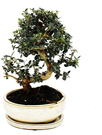 Exotenherz - Bonsai - Olivenbaum - Olive - Olea europaea sylvestris - ca. 25-30cm hoch
