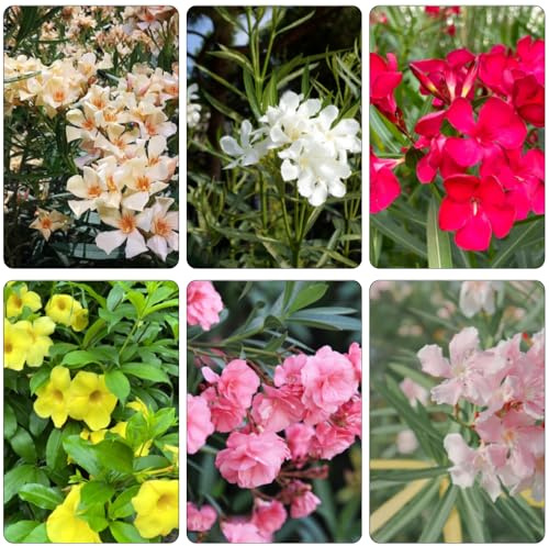 oleander kräuterpflanzen biosaatgut indoor kräutergarten kletterpflanze pflanzendeko schmetterlingsflieder sommerblumen topfpflanzen echt bonsai topf herbstpflanzen winterhart blühend 35samen