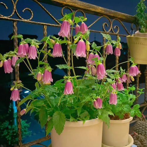 Semi di campanula-Campanula media,da giardino decorazione da giardino per esterni,decorative giardino decorativo,200pcs