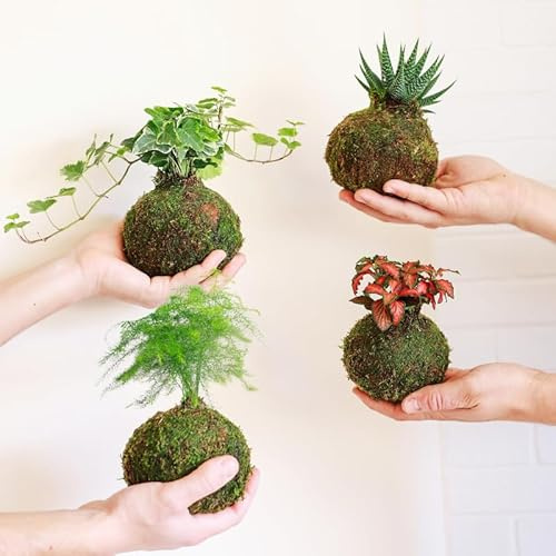 Pack de Kokedamas Fittonia, Esparraguera Fittonia y Hiedra - Kokedama Interior | Bola de Musgo Vivo | Planta Natural | Planta Interior | Decoración Hogar | Fácil Cuidado y Mantenimiento