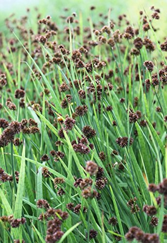 fertig im Pflanzkorb - Juncus ensifolius - winterhart - Zwergbinse - schwertblättrige Binse - Wasserpflanzen Wolff