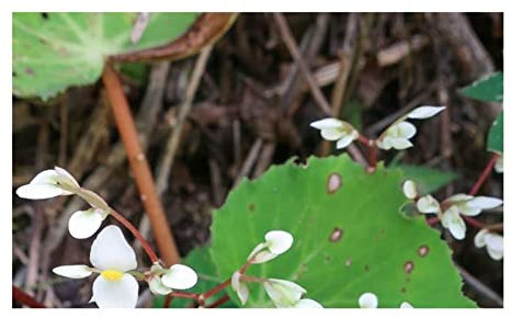 Pezzi - 10x Begonia Urophylla Cespuglio Giardino Piante - Seme ID335 - Seeds & Plants Shop by Ipsa