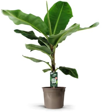 Bananenpflanze – Musa – Zimmerpflanze – Ø27cm – 140cm – Exotisches Tropengrün für Innenräume – Große Blätter – Pflegeleicht