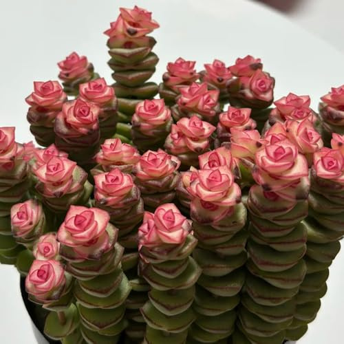semi di grasse, succulente tappezzanti da giardino roccioso resistenti il balcone 500pcs