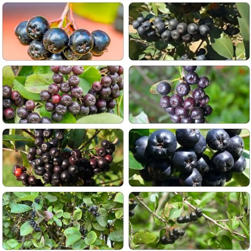 aronia comprar bonsáis de bonsái enanos semillas cama elevada decoración oficina en espaldera oficina resistentes en 300pcs