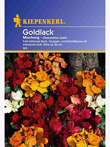 Kiepenkerl Goldlacksamen Mischung 901 - Früh blühende Beet-, Gruppen-, und Schnittblume mit intensivem Duft - 60cm Höhe - Blumensamen, Saatgut, Balkonblumen