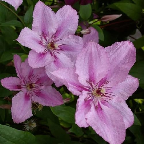 Waldrebe 'Hagley Hybrid' - Clematis 'Hagley Hybrid' - 50-60 cm Topf - Beliebte Gartenkletterpflanze