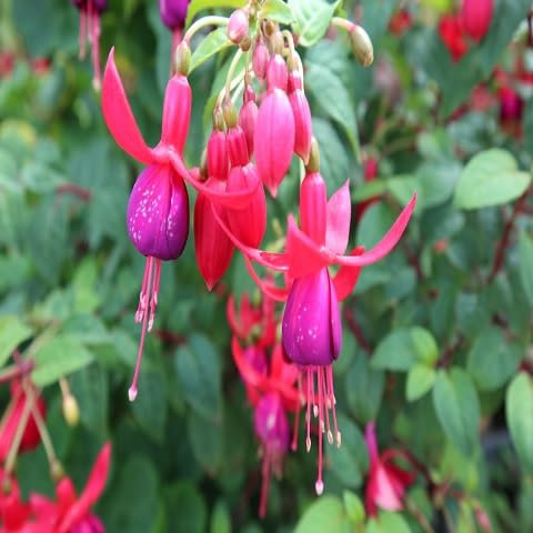 100 graines de fleurs de fuchsia fraîches