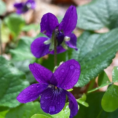 Duftveilchen Winterhart, gartendeko für draußen bodendecker balkon wildblumensamen balkongewächshäuser blumensamen gastgeschenk steingartenpflanzen wohnzimmer deko 180Samen