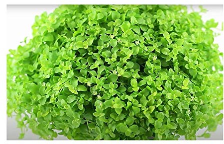 Pezzi - 30x Rundblättrige Perlkraut Micranthemum Umbrosum Acquario Piante - Seme A39 - Seeds & Plants Shop by Ipsa