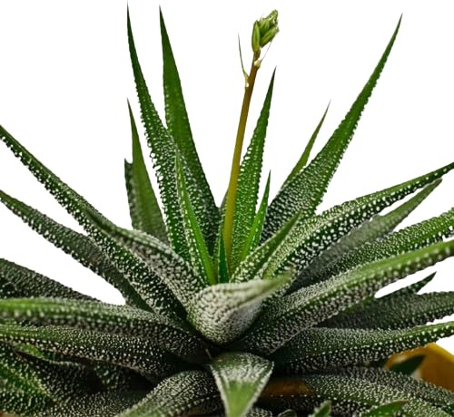 Haworthia Fasciata una Suculenta Natural para Cualquier Espacio