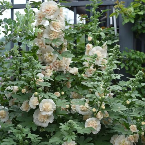 malvarose - all'ombra malvarosa, Alcea rosea balcone resistenti giardino selvatici vecchie varietà selvatici recisi 150semi
