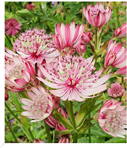 BALDUR Garten Astrantia Sparkling Stars Pink, 1 Knolle Blumenzwiebeln, Sterndolde Staude winterharte Staude, mehrjährig, pflegeleicht, Wasserbedarf gering, blühend, Astrantia Major