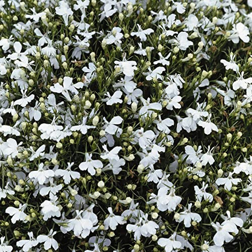 Lobelia erinus compacta 'Snowball' Half-Hardy Annual White Blooms Easy to Grow Your Own Outdoor Garden Flower Plants Ideal for Edging Paths and Borders (Approx. 1,000 Seeds) by Thompson and Morgan