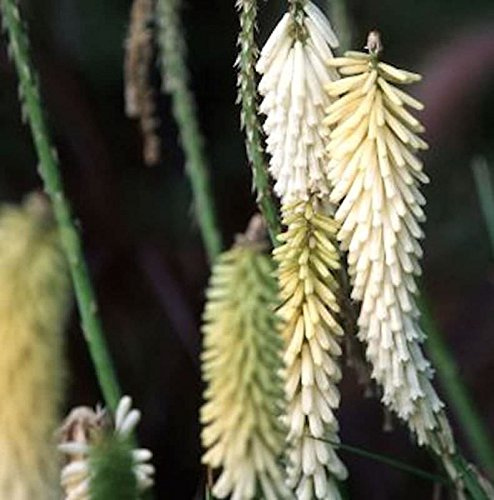 Fackellilie Ice Queen - Kniphofia uvaria - lebende Gartenpflanze aus den Baumschulen