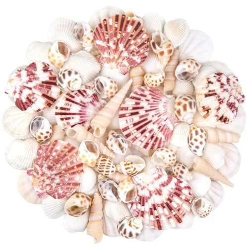 Natural Sea Shell Mixed Ocean Shells Set, 0.8-2.5 Various Sizes Seashell, Scallop & Conch Shells for Beach Themed Decor, DIY Crafts, Vase Fillers, Fish Tank, Home, Wedding and Party Decoration