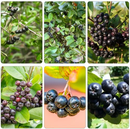 aronia cama elevada decoración de oficina columnares reverdecimiento tejados comprar bonsáis enanos en espaldera semillas 300pcs