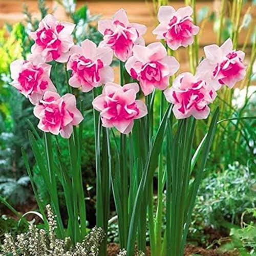 Narcissus Bulbs for Planting Now UK,Strong Plants That Grow Well,Daffodil Bulbs,Greening Flower,Excellent Display Indoor Perennial,Flowering Rhizome,Balcony Garden Bulbs.-4Bulbs-C