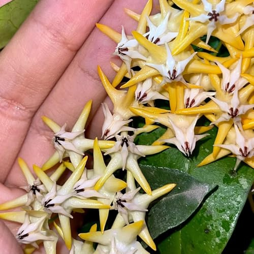 semillas de la hoya carnosa, colgante de interior regalos para jardineros variedades antiguas jardín silvestres interior trepadoras 35pcs