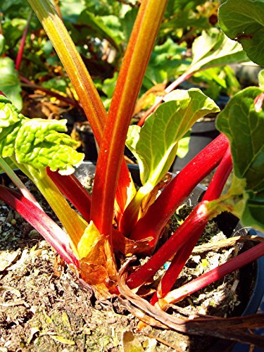 Holsteiner Blut Rhabarber, rot, Rhabarberpflanze, Busch, Rheum raponticum, Obststaude winterhart, im Topf