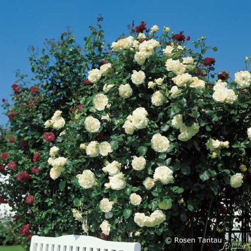 Kletterrosen in vielen Sorten und Farben (Im 5 Liter Container, Schneewalzer)