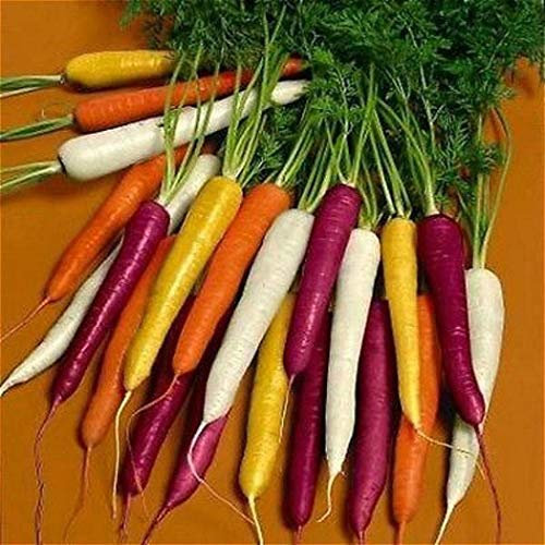 Adolenb Jardin-50pcs / sac multicolore Graines carotte Heirloom bio Graines Légumes Fruits ginseng carotte Graines Plante en pot pour jardin mixtes (mix)