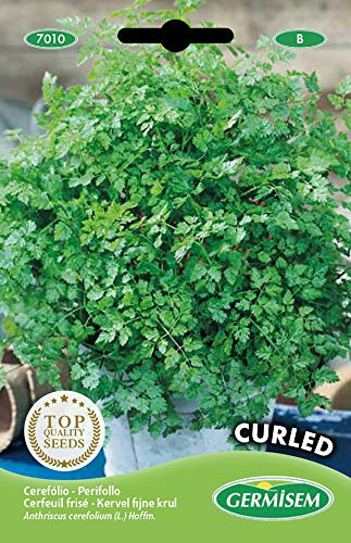 Germisem Kerbel CURLED, mehrfarbig, EC7010
