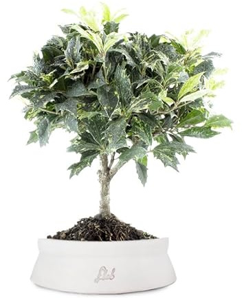 Osmanthus Bonsai Altezza 39 cm, Pianta Vera da Esterno - Vaso Artigianale di Terracotta - Bianco Space