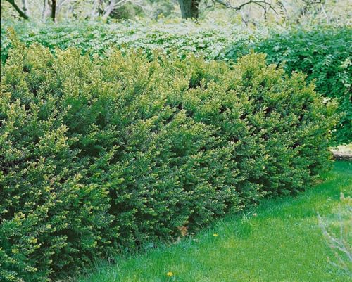 Taxus media 'Brownii' 125-150 cm - Bechereibe, immergrün, ideal für Hecken und Sichtschutz, pflegeleicht und winterhart