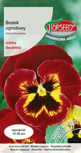 Verdica Graines de pensée Alto × wittrockiana - Biennale avec fleurs multicolores frappantes, 15-25 cm de haut, idéales pour les lits, bordures, balcons