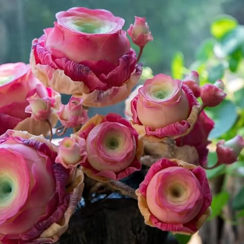 Winterharte mehrjährige，Mountain Rose Sukkulenten，echte Mountain Rose，für Hausgartens Balkon Garten Dekoration (Mischfarbe) (Rosa)