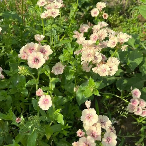 semillas Phlox de alfombra - flox subulata invernaderos de balcón trepadora prado de silvestres, siembra otoño, perenne interior exóticas hojas perennes balcón primavera oficina verano 500pcs
