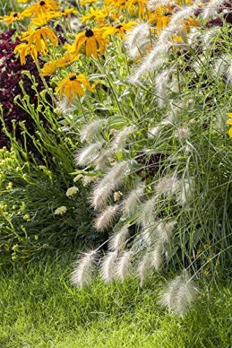 Pennisetum alopecuroides 'Hameln' 11x11 cm Topf – Winterhart, Mehrjährig, Pflegeleicht – Lampenputzergras – Ziergras für Beet & Kübel
