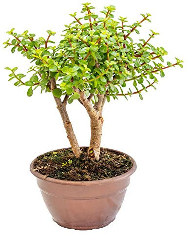 Bonplants Portulacaria Afra, Pianta Vera Succulenta, Foglie Carnose, Vaso 20, h 40 cm