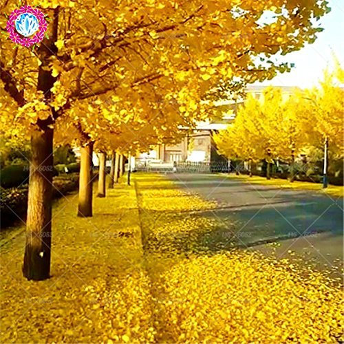Autunno foglie gialle 5 pezzi semi di Ginkgo biloba Gingko Albero di Maidenhair noci Bonsai cresciute da Vaso semi per il giardino di casa