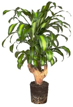 Tronco del Brasil | DECOALIVE | Dracaena Fragrans | Árbol de Interior | Planta Natural