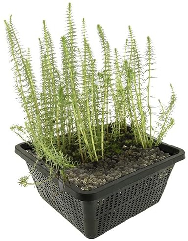 Vdvelde - Pesse d'Eau - Plante Oxygénante - Plante de Bassin - Eau Claire - Rustique - Indigène - Biologique - Décorative