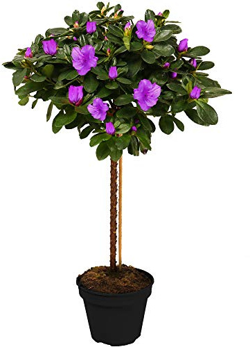 Arbre Azalée Japonica | Arbres pour Petits Jardins Bordure Patio Plante en Pot | 2-3ft