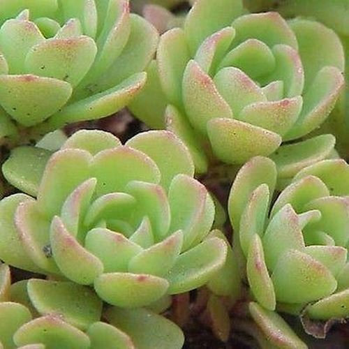 50 Semillas Suculentas Semi Sedum Cliff Stonecrop (Sedum Glaucophyllum)