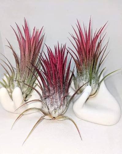 Tillandsia Air Plant Red Ionantha
