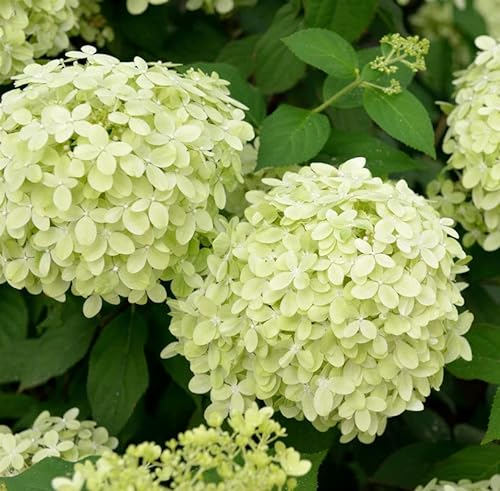 Hochstamm Rispenhortensie Polarbär 80-100cm - Hydrangea paniculata