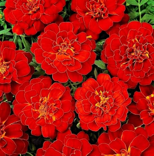 French Marigold Red 360 Seeds