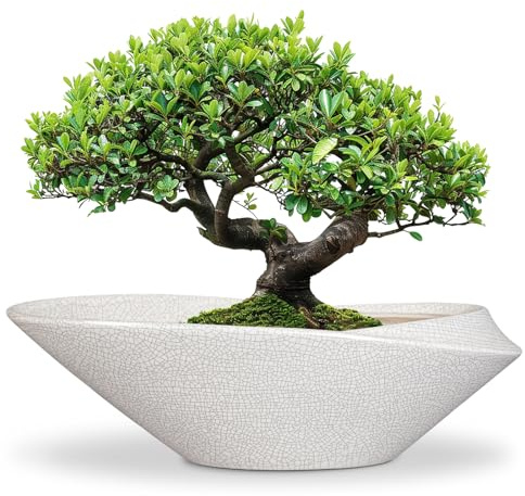 EPFamily Bonsai-Töpfe – 45,7 cm Keramik-Blumentopf für Bonsai-Baum, moderner Sukkulenten-Übertopf für drinnen und draußen, mit Drainage, Raumdekoration, Geschenke für Pflanzenliebhaber, Weiß-Schwarz