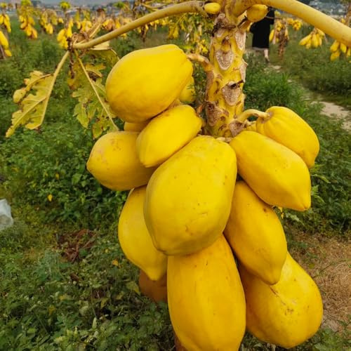 melonenbaum papaya - baumsamen für sonnige plätze obstsamen, winterfeste balkon bonsaibaum, winterharte balkon obstbaum steingartenpflanzen 200samen