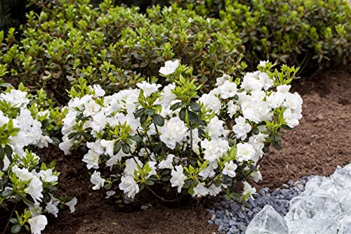 Japanische Azalee Rhododendron obtusum Schneeperle 40-50 cm winterhart