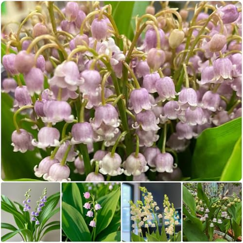 bulbos de lirio de los valles - raras temprana exterior resistentes invierno 15pcs