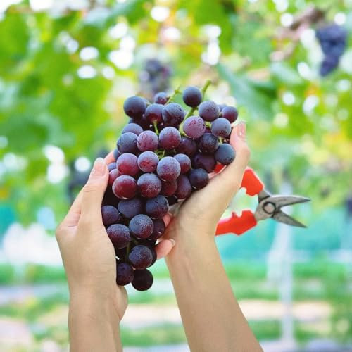 20 pcs weintrauben samen， pflanzen für draußen，pflanzensamen obstbaum，garten pflanzen，pflanzen samen pflanzen balkon，zimmerpflanzen winterharte pflanzen für garten，deko garten kletterpflanzen