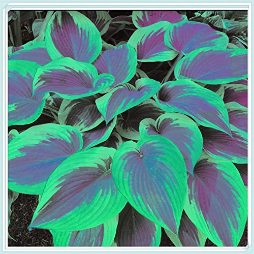 Hosta Plants for Sale, Hardy Perennial, Hosta Bulbs Live, Easy Plant, Wedding Flowers, Bulbs Mix, Ornamental Flowers, 8bulbs-f