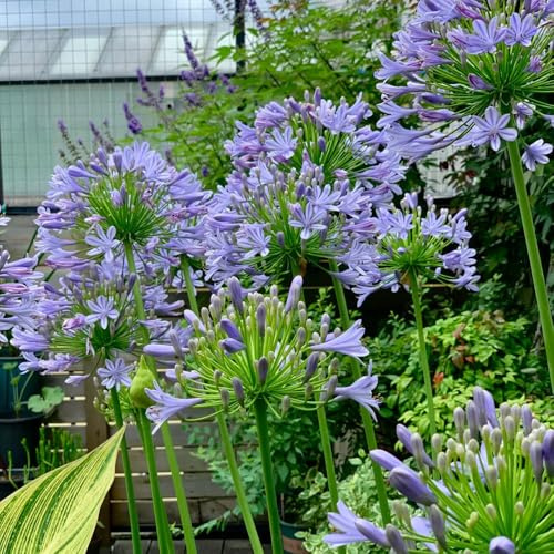 compre semillas de agapanthus, lirio resistentes, silvestres de balcón, cortadas raras, decoración de salón 400pcs